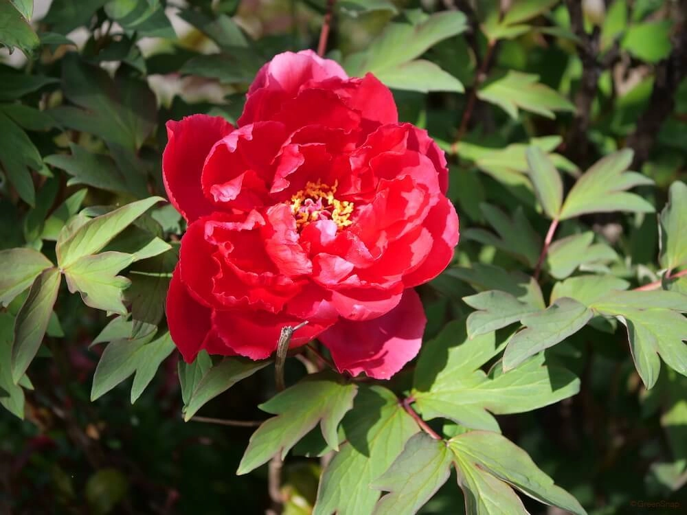 Hoa mẫu đơn mang vẻ đẹp sang trọng đầy cuốn hút