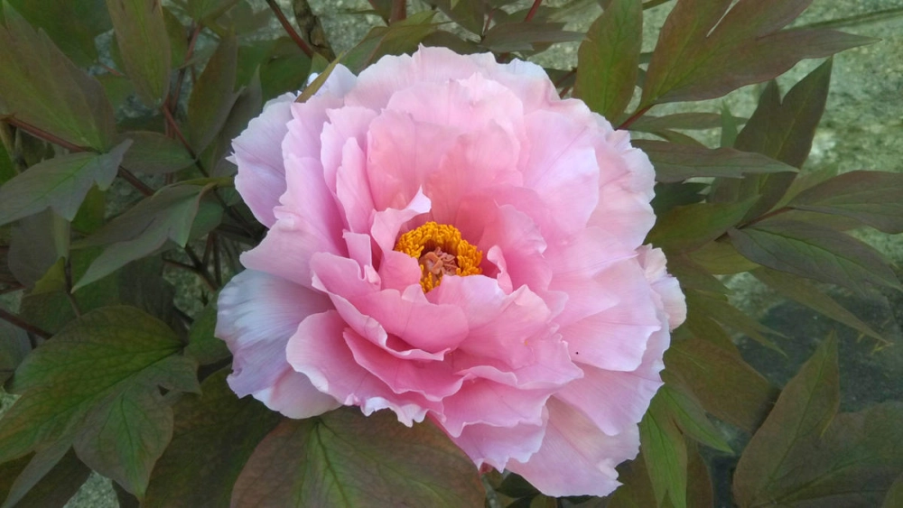 Hình ảnh hoa mẫu đơn ghi lại nét đẹp tinh tế