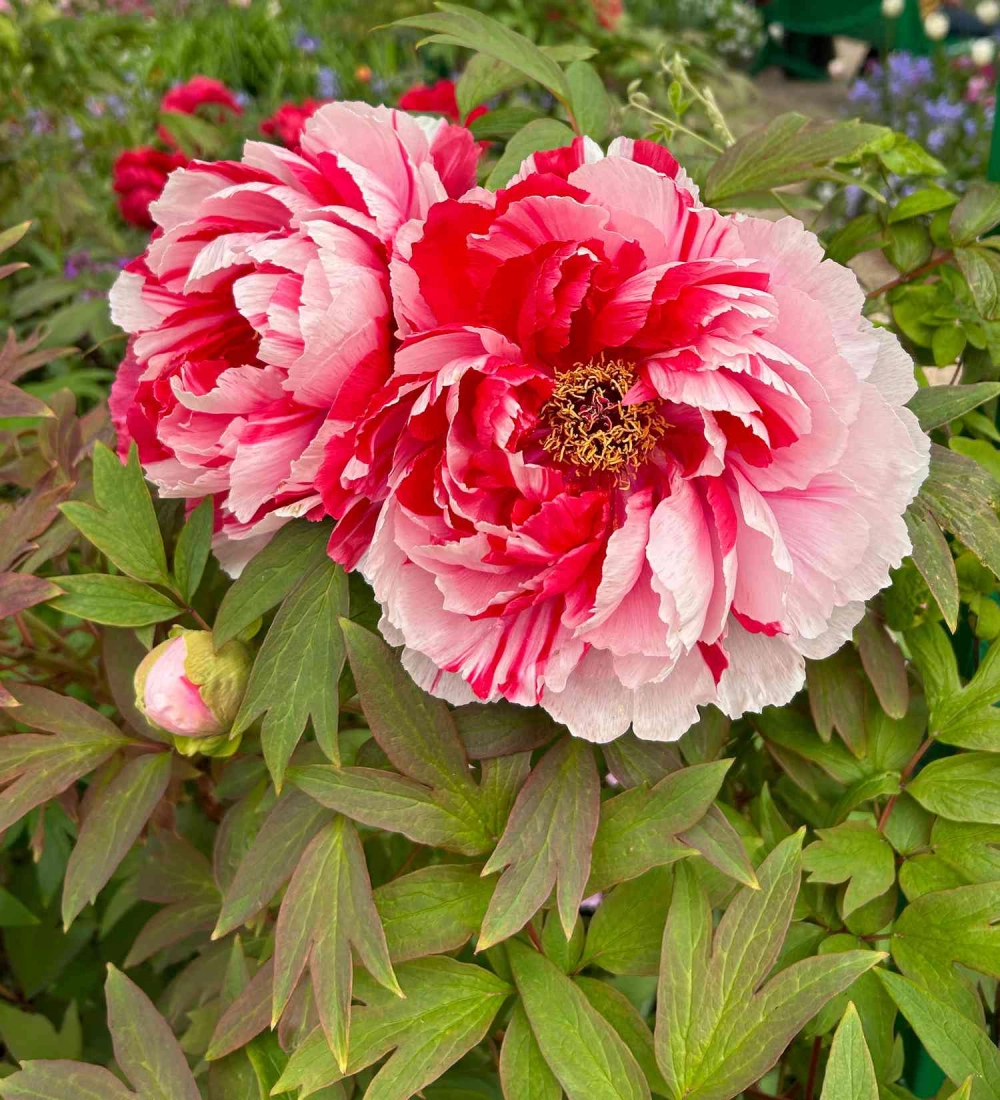 Cây hoa mẫu đơn tạo điểm nhấn cho không gian vườn