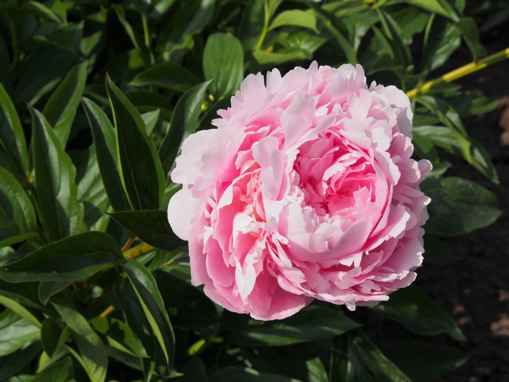 Biểu tượng hoa mẫu đơn đại diện cho phú quý