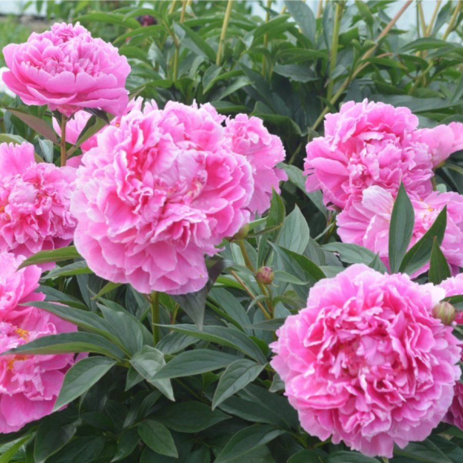 Tải ảnh hoa mẫu đơn lưu giữ khoảnh khắc đẹp