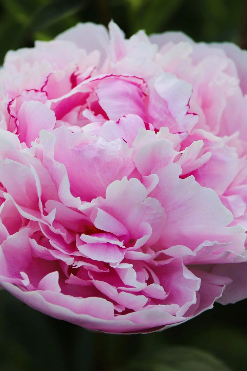 Hình nền hoa mẫu đơn 4k sắc nét cuốn hút