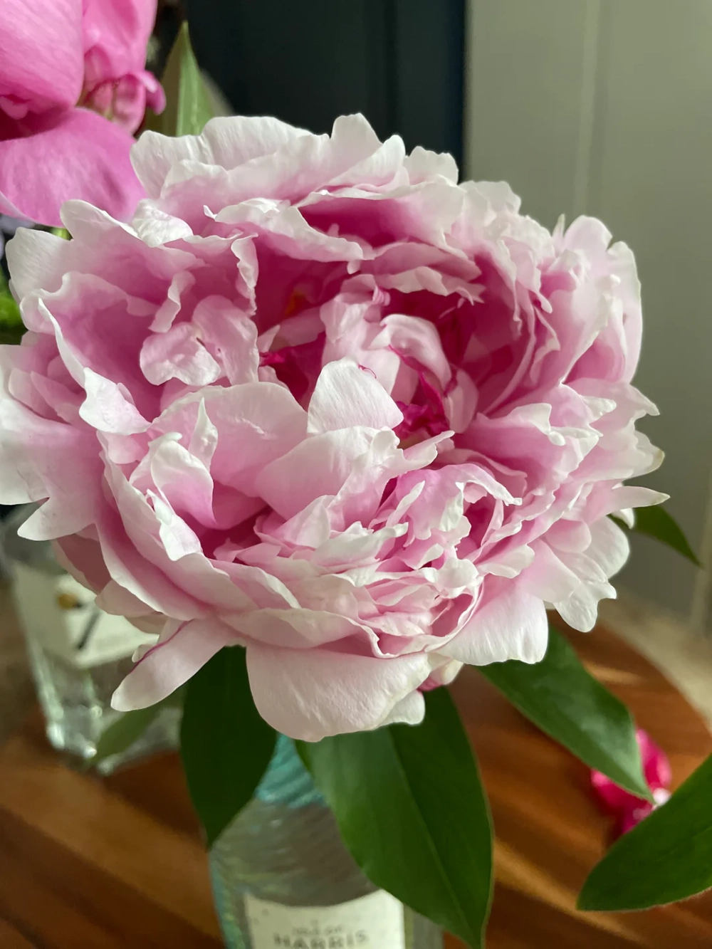 Các loại hoa mẫu đơn đa dạng màu sắc