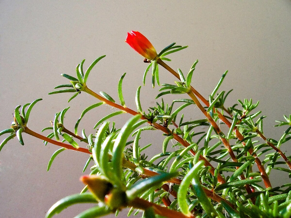 Hoa mười giờ bonsai nhỏ gọn độc đáo