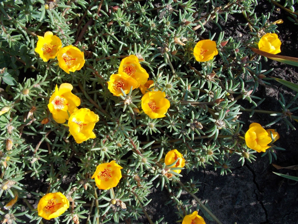 Vườn hoa mười giờ đẹp ngập tràn sắc nắng