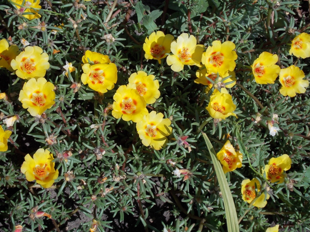 Ảnh bìa hoa mười giờ nhẹ nhàng cuốn hút