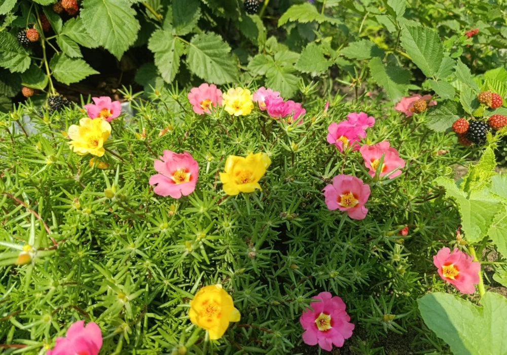 Bông hoa mười giờ nhỏ xinh rực rỡ