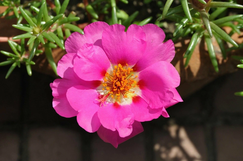 Cây hoa mười giờ nhỏ xinh đầy sức sống