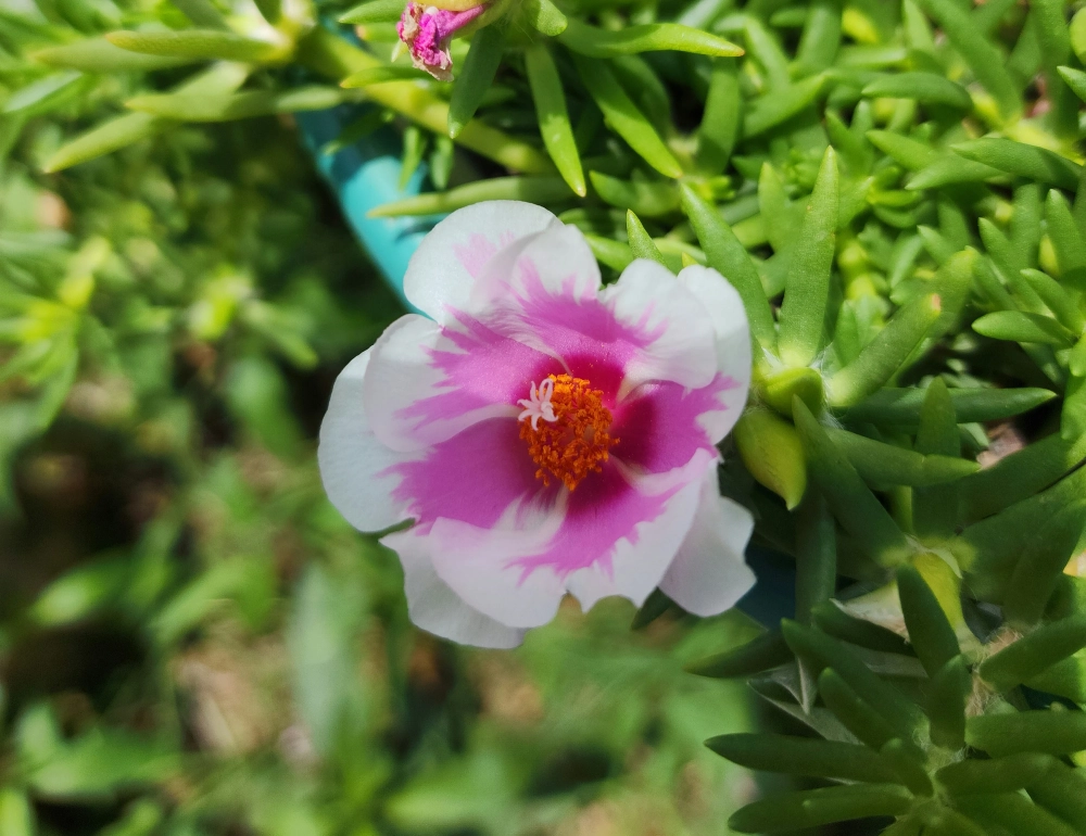 Hạt giống hoa mười giờ dễ gieo trồng