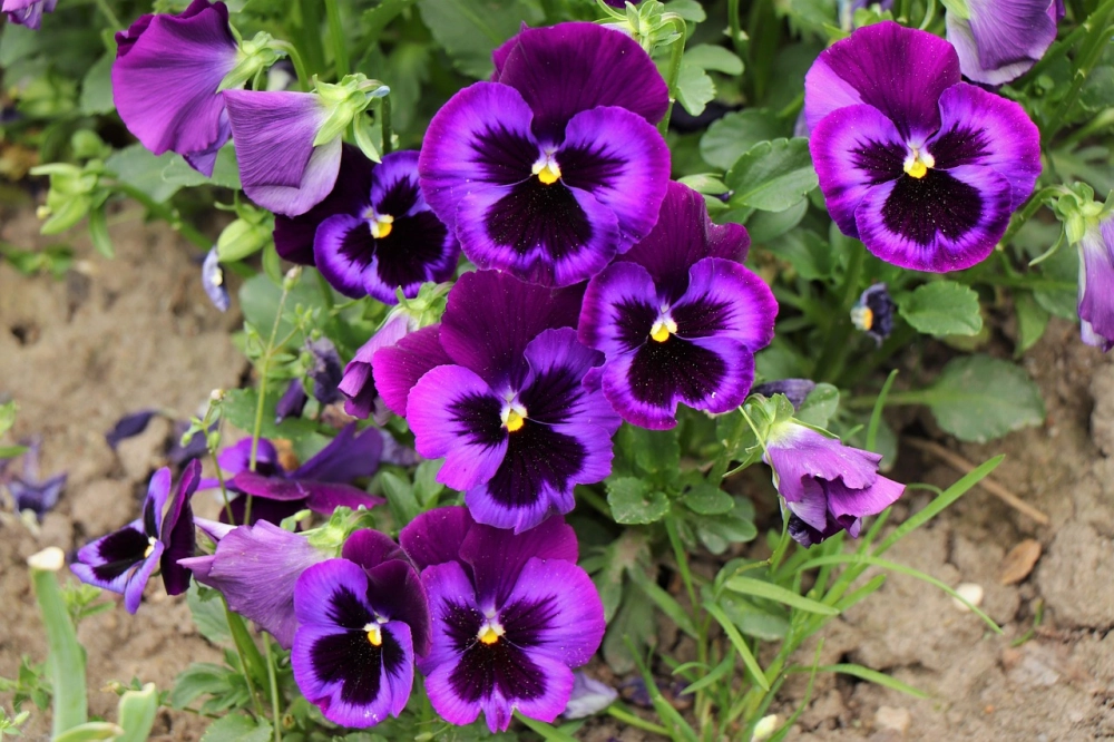 Hoa pansy rực rỡ tạo điểm nhấn cho không gian