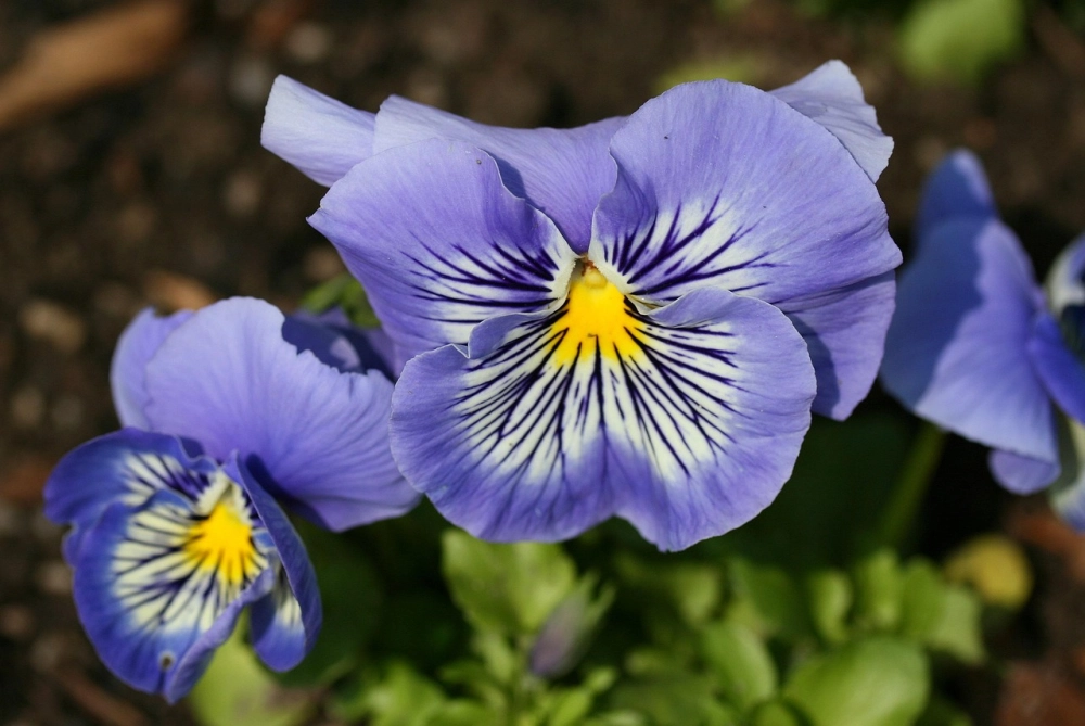 Ý nghĩa hoa păng xê tượng trưng cho sự nhớ nhung