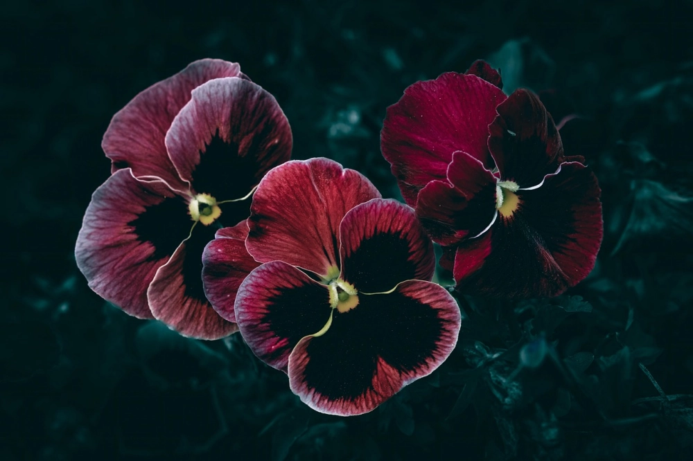 Hình ảnh hoa păng xê ghi lại nét đẹp tinh tế