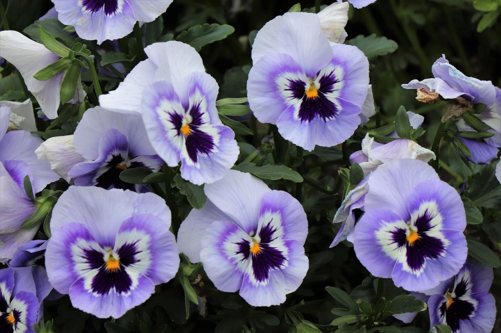 Xem ảnh hoa păng xê để thư giãn nhẹ nhàng