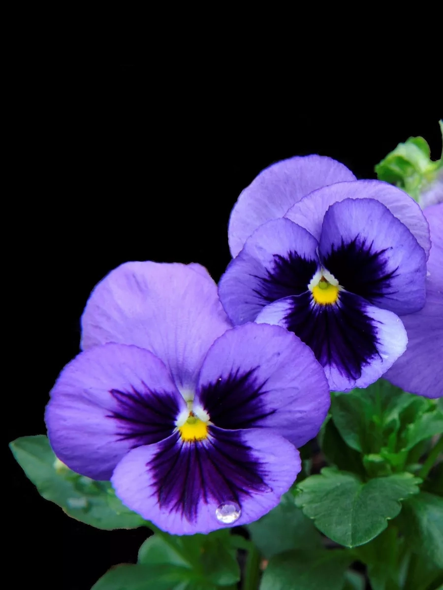 Ý nghĩa của hoa pansy gợi nhớ tình cảm chân thành