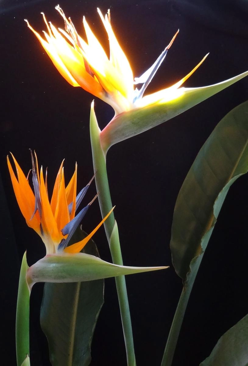 Hoa thiên điểu nổi bật như chim trời tung cánh