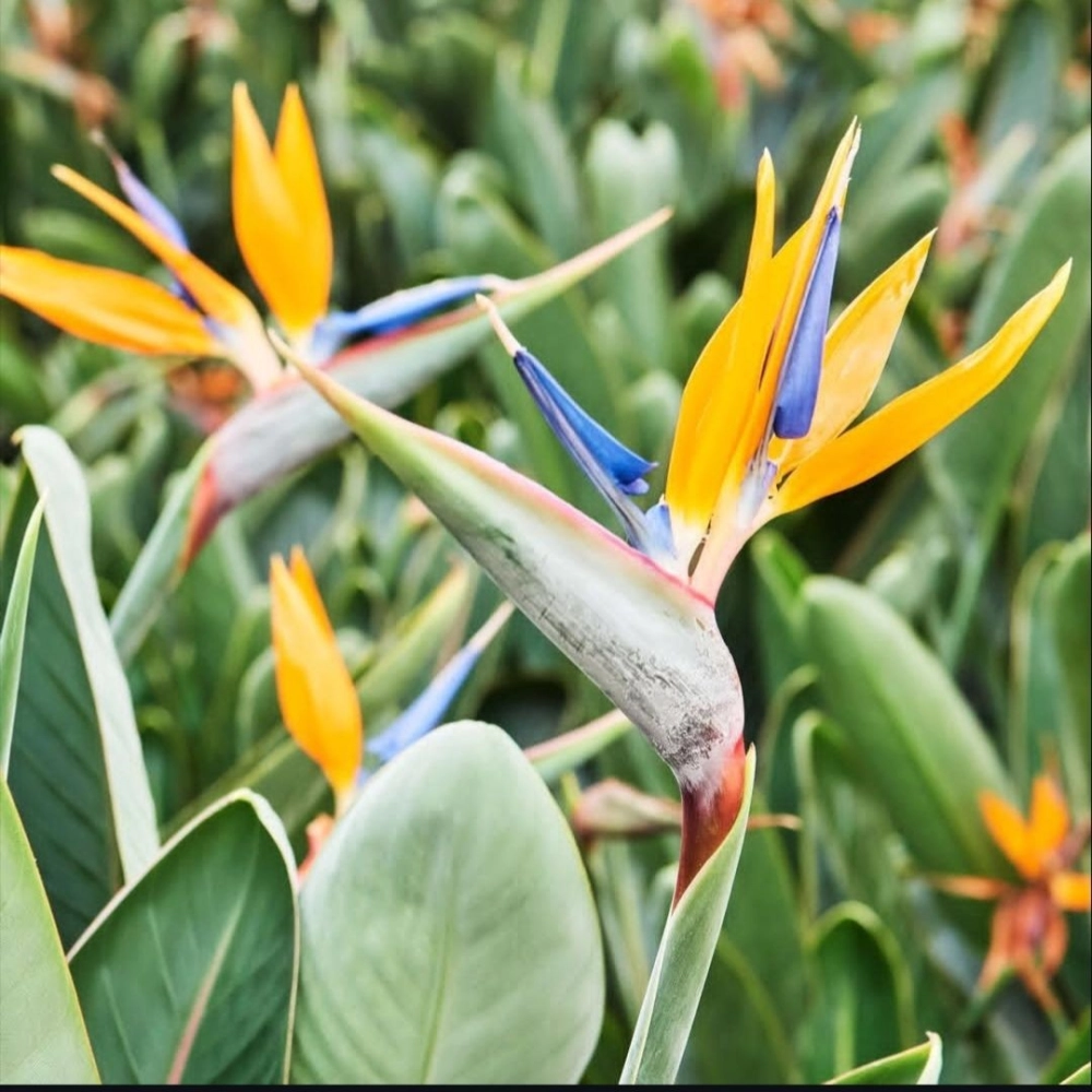 Mùa hoa phi điểu mang vẻ đẹp rực rỡ