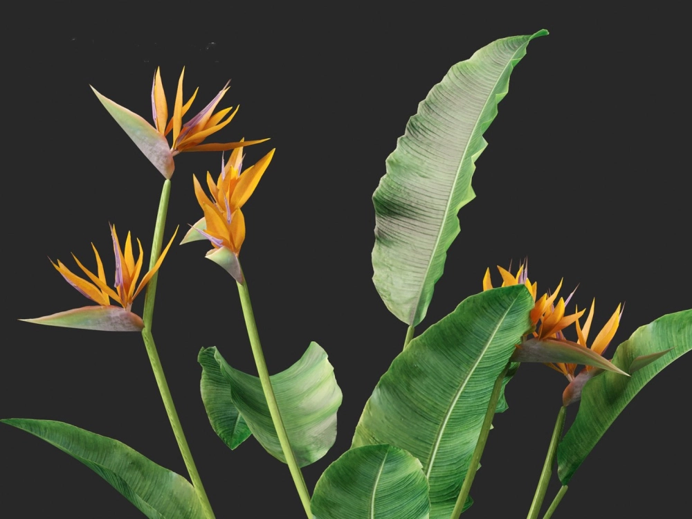 Nguồn gốc hoa phi điểu gắn với vùng nhiệt đới