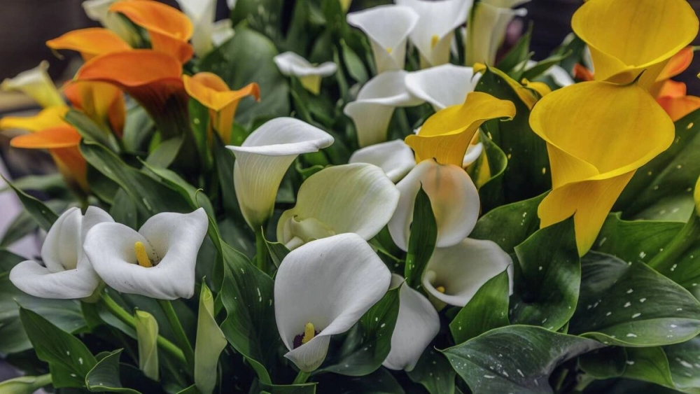 Hoa thủy vu dịu dàng gợi cảm xúc nhẹ nhàng