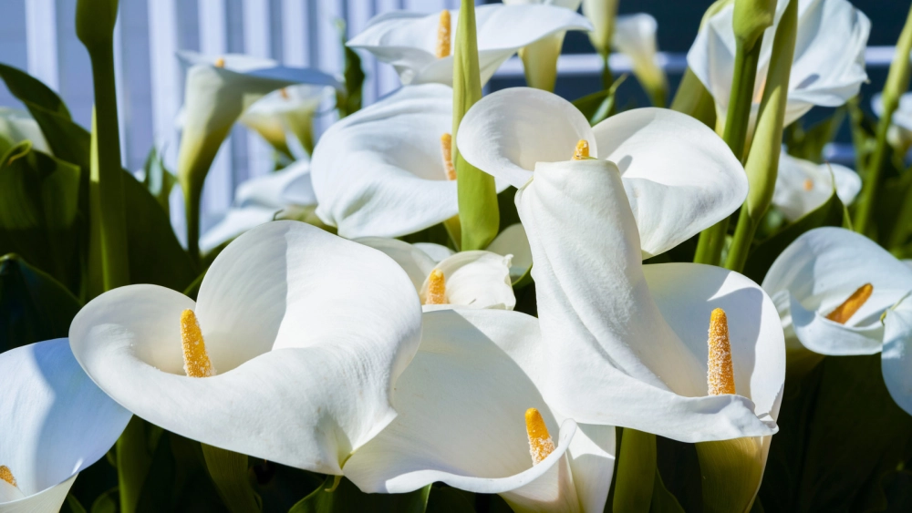 Cây hoa rum thanh tao nổi bật không gian sống