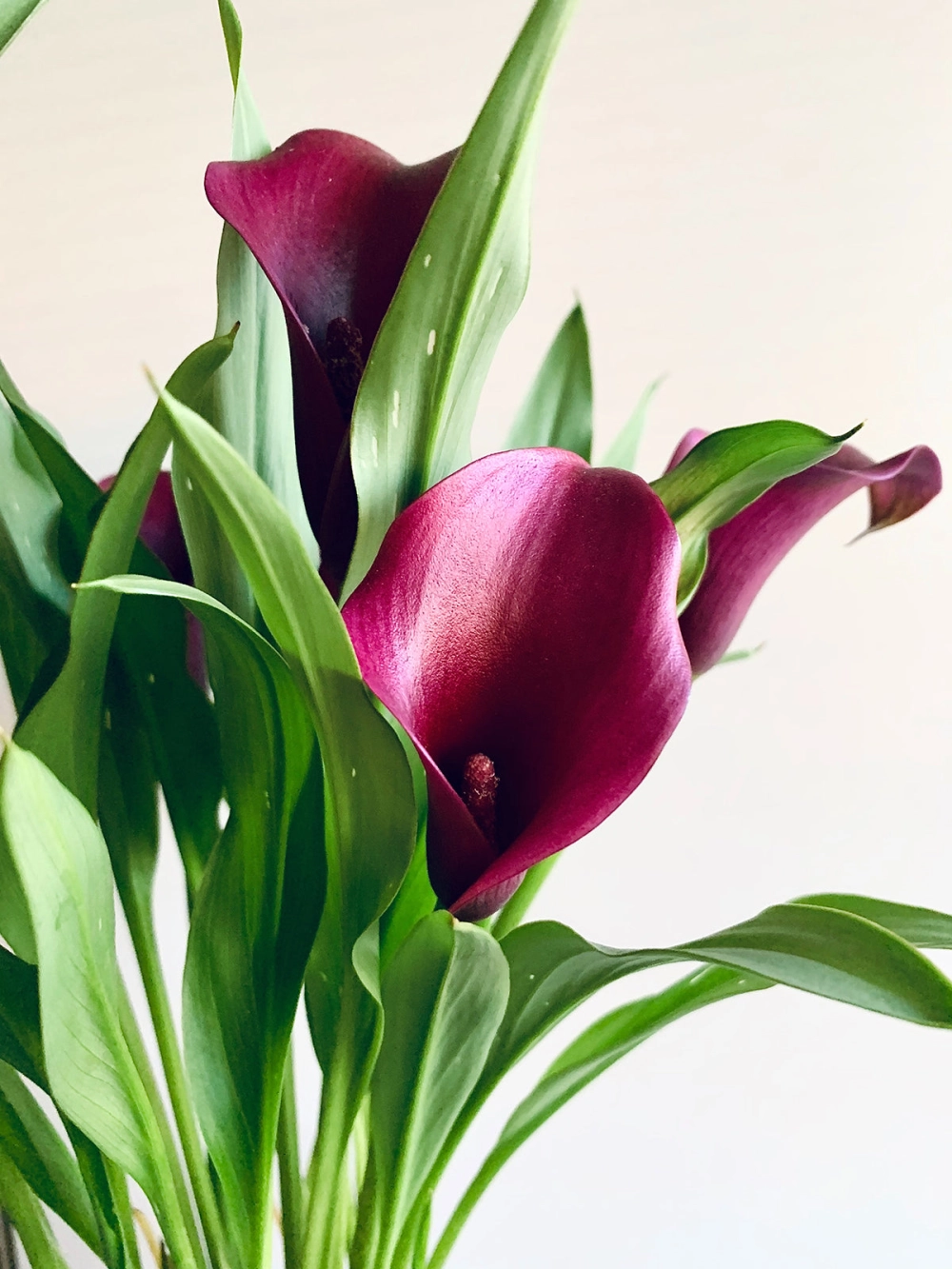 Hoa rum tiếng anh mang tên gọi Calla Lily