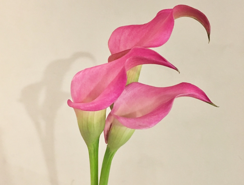 Hình ảnh đẹp về hoa rum đầy cảm hứng