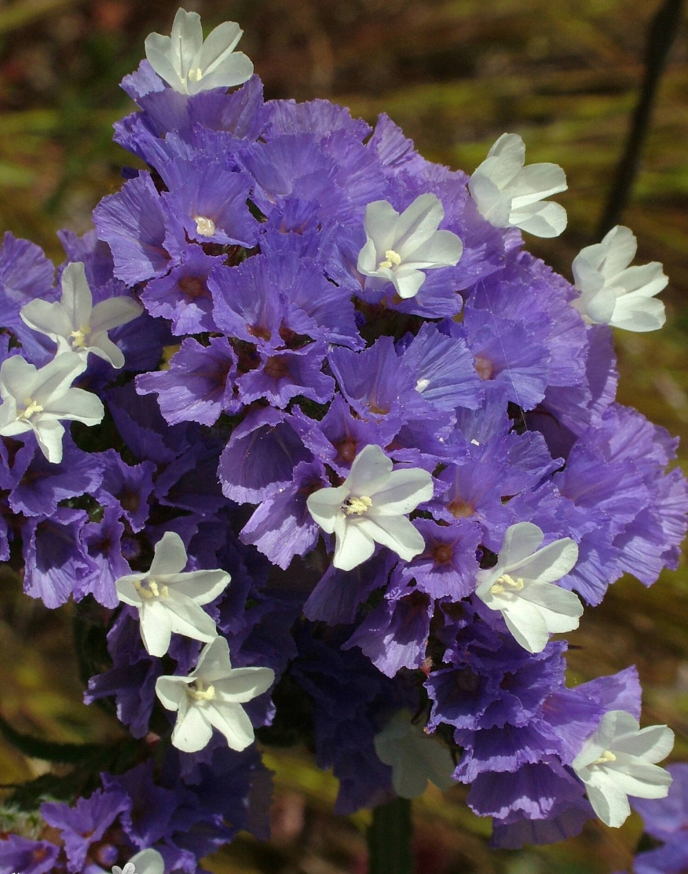 Ý nghĩa hoa salem tượng trưng cho ký ức đẹp