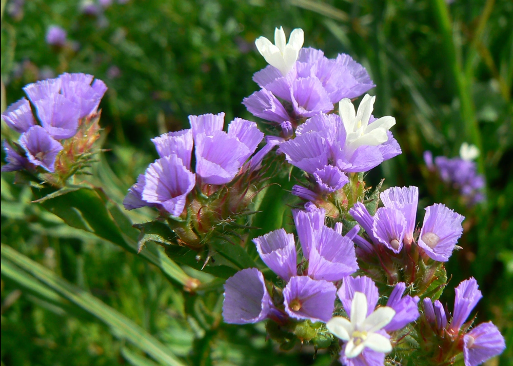 Ảnh hoa salem ghi lại nét đẹp mong manh