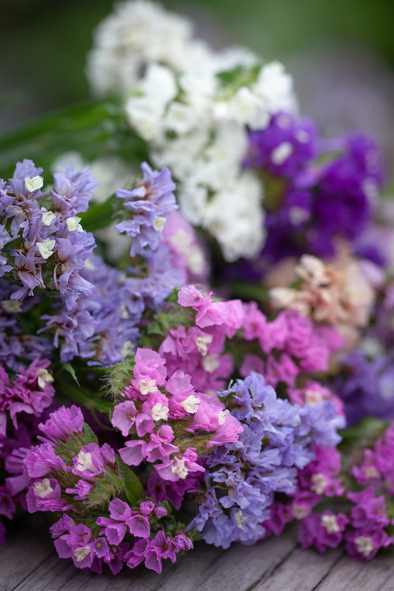 Bộ sưu tập hoa salem đa sắc nhẹ nhàng