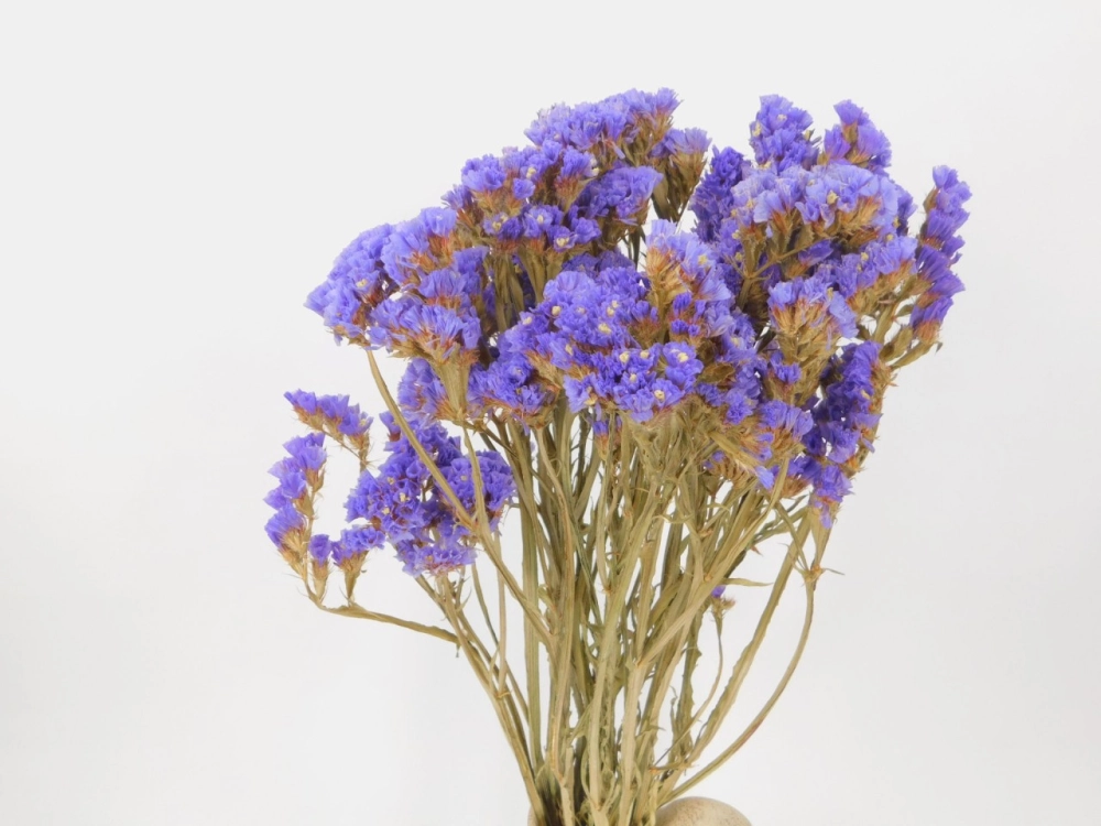 Hoa salem khô lưu giữ vẻ đẹp theo thời gian