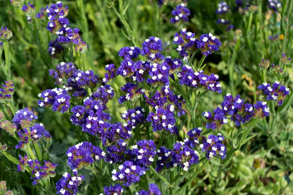 Tải hình hoa salem lưu giữ khoảnh khắc đẹp