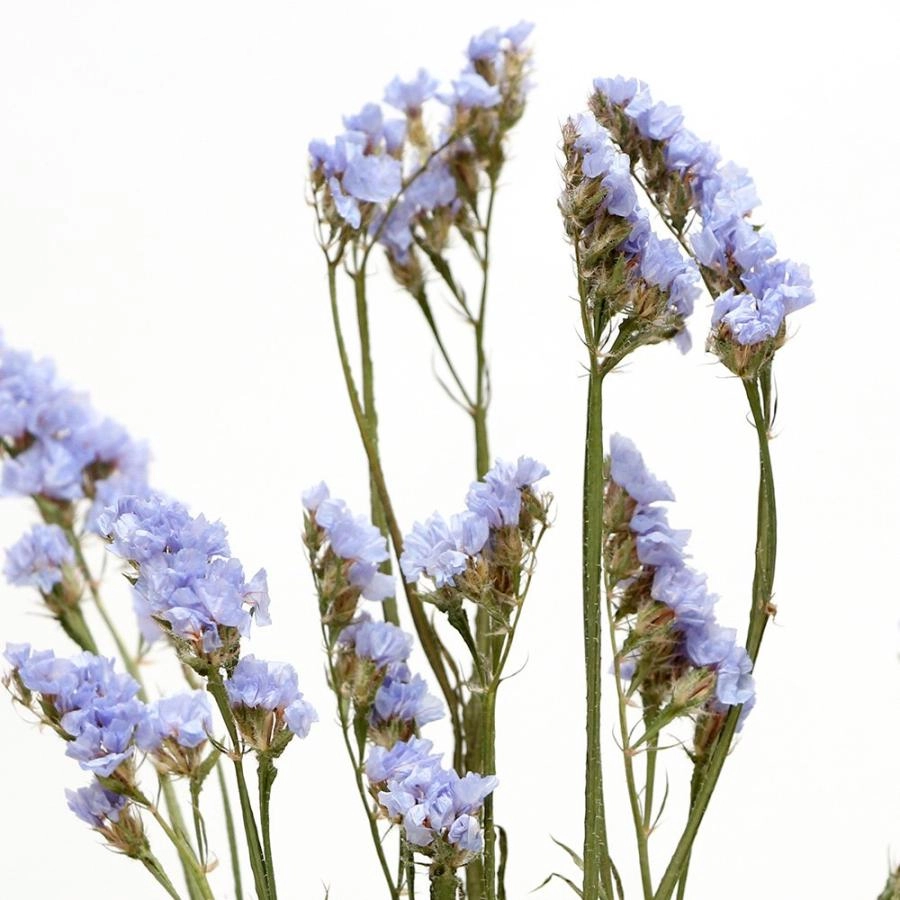 Ảnh hoa salem hd sắc nét đầy cuốn hút