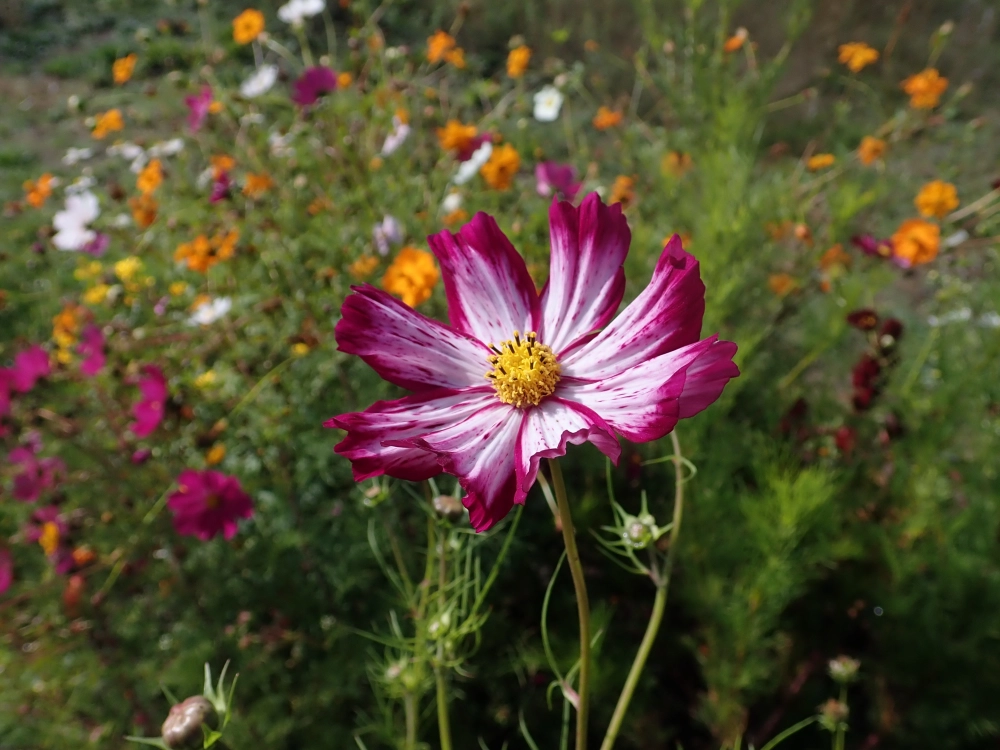 Hoa sao nhái dịu dàng bung nở giữa nắng