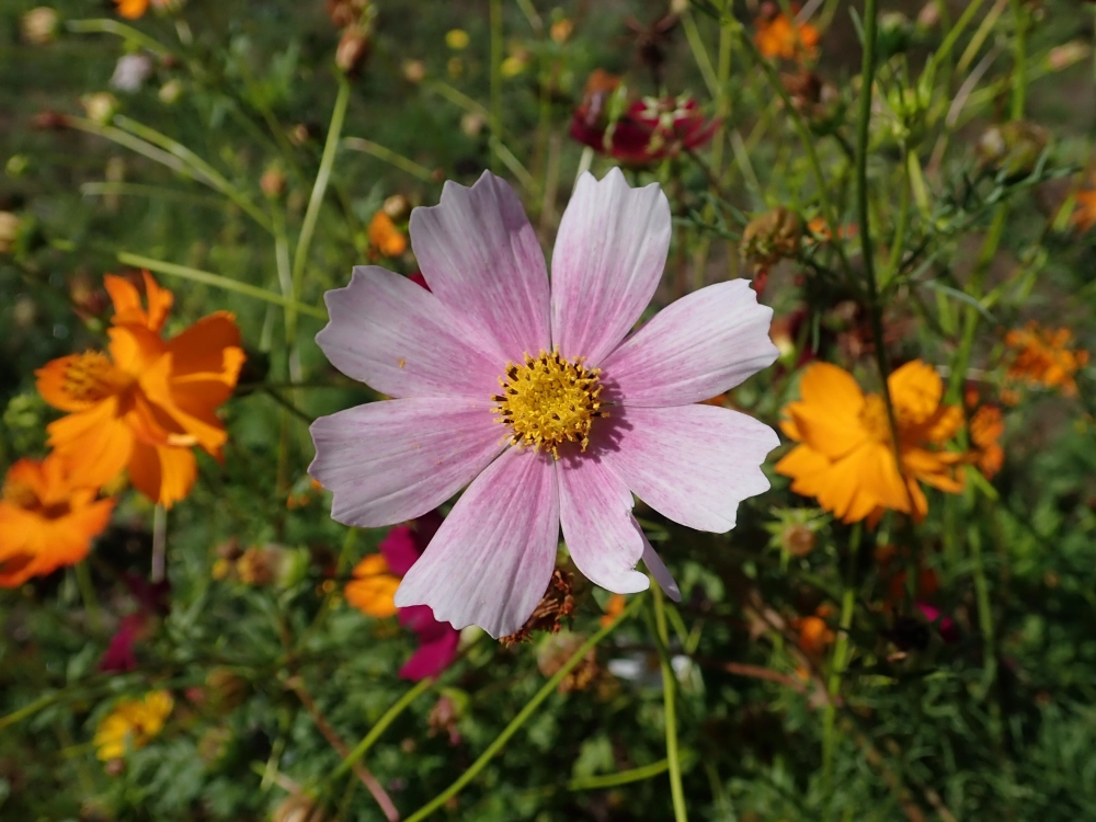 Bông sao nhái nhỏ xinh khoe sắc nhẹ nhàng