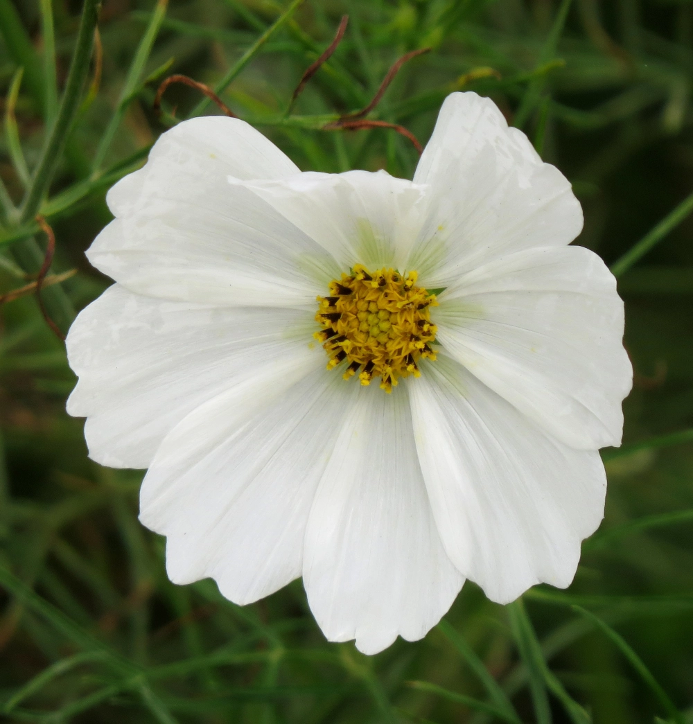 Hình ảnh hoa sao nhái ghi lại nét tinh khôi