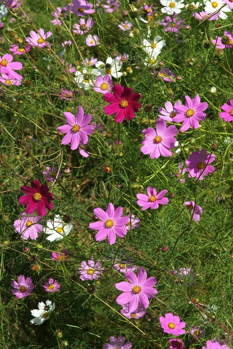 Ảnh hoa sao nhái mang cảm giác yên bình