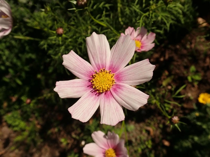 Hình nền hoa sao nhái tươi sáng thư thái