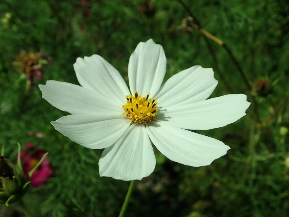 Vẻ đẹp hoa sao nhái mộc mạc mà cuốn hút