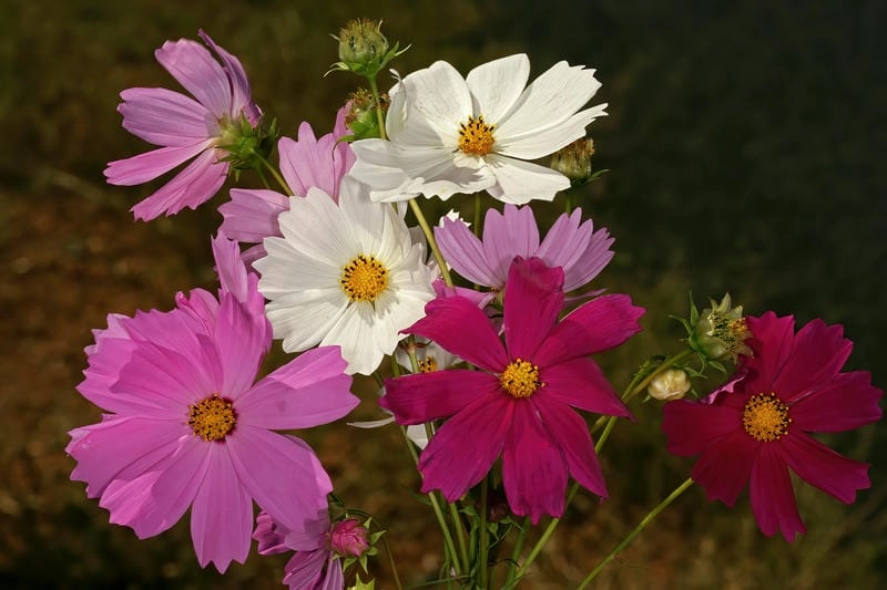 Ngắm hoa sao nhái để lòng thêm an nhiên