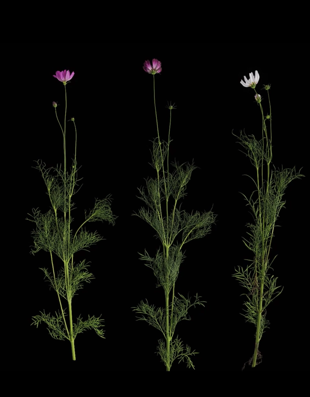 Loài hoa sao nhái giản dị mà đầy sức hút