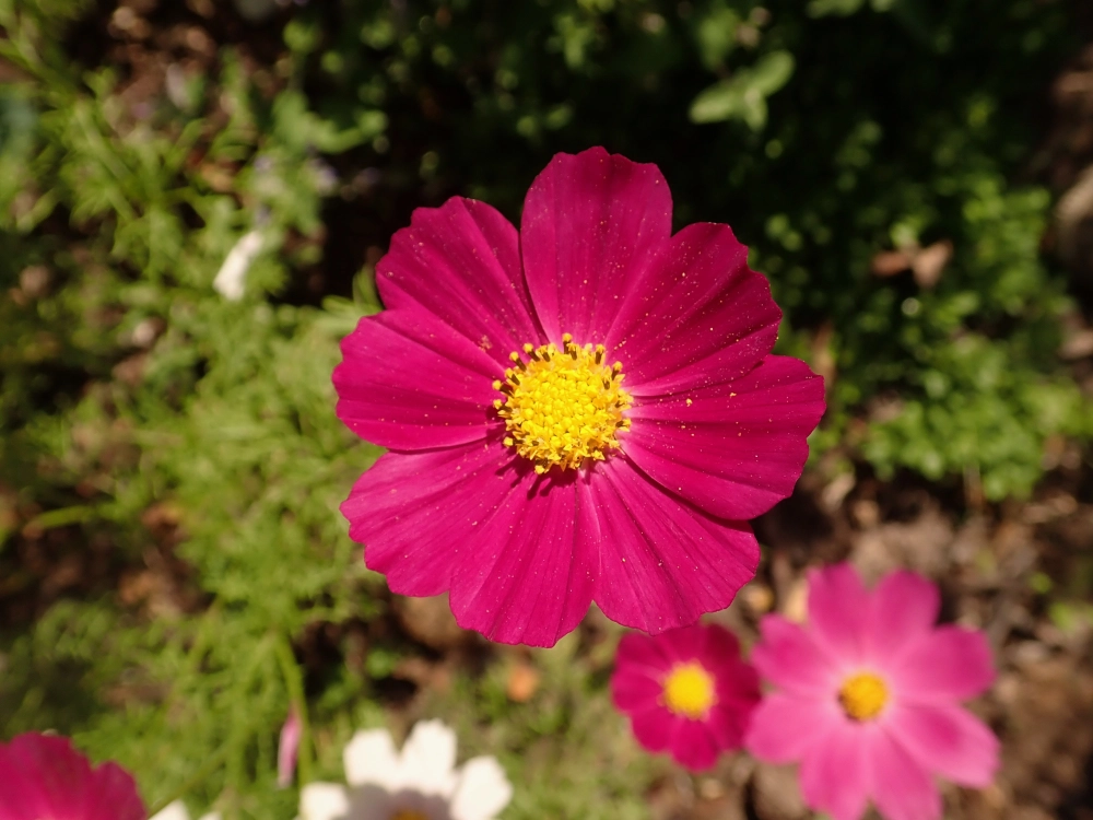 Khung cảnh hoa sao nhái bình yên lãng mạn