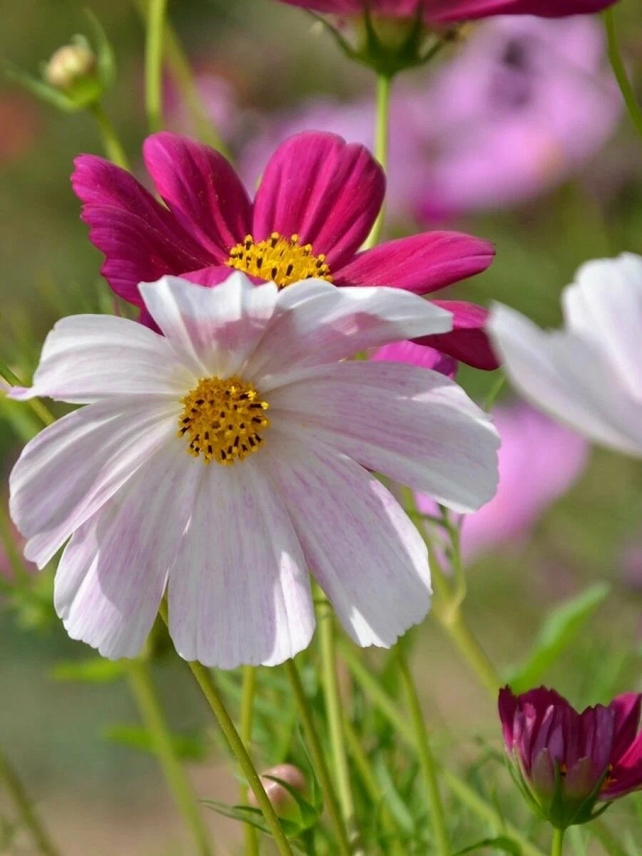 Ảnh hoa sao nhái đẹp nhất ngập tràn sắc nắng