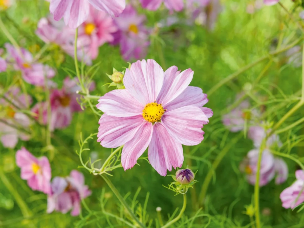 Hoa sao nhái nở báo hiệu mùa đẹp yên ả