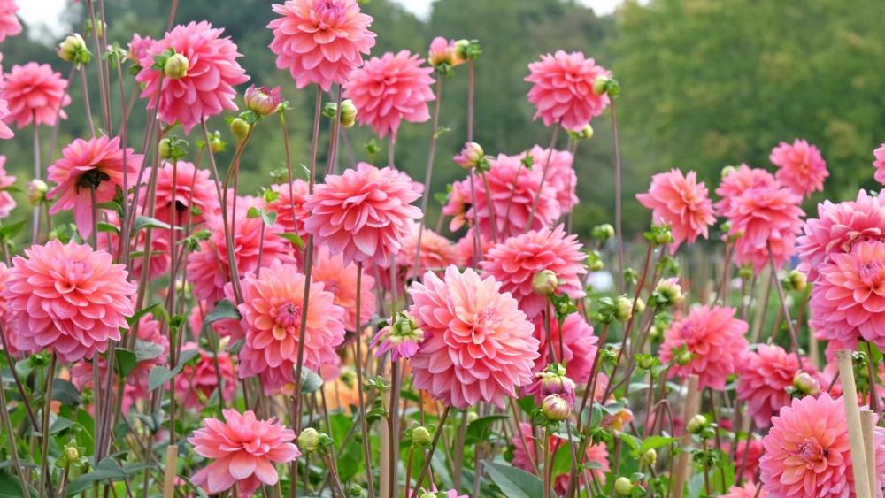 Hoa thược dược rực rỡ mang nét đẹp truyền thống