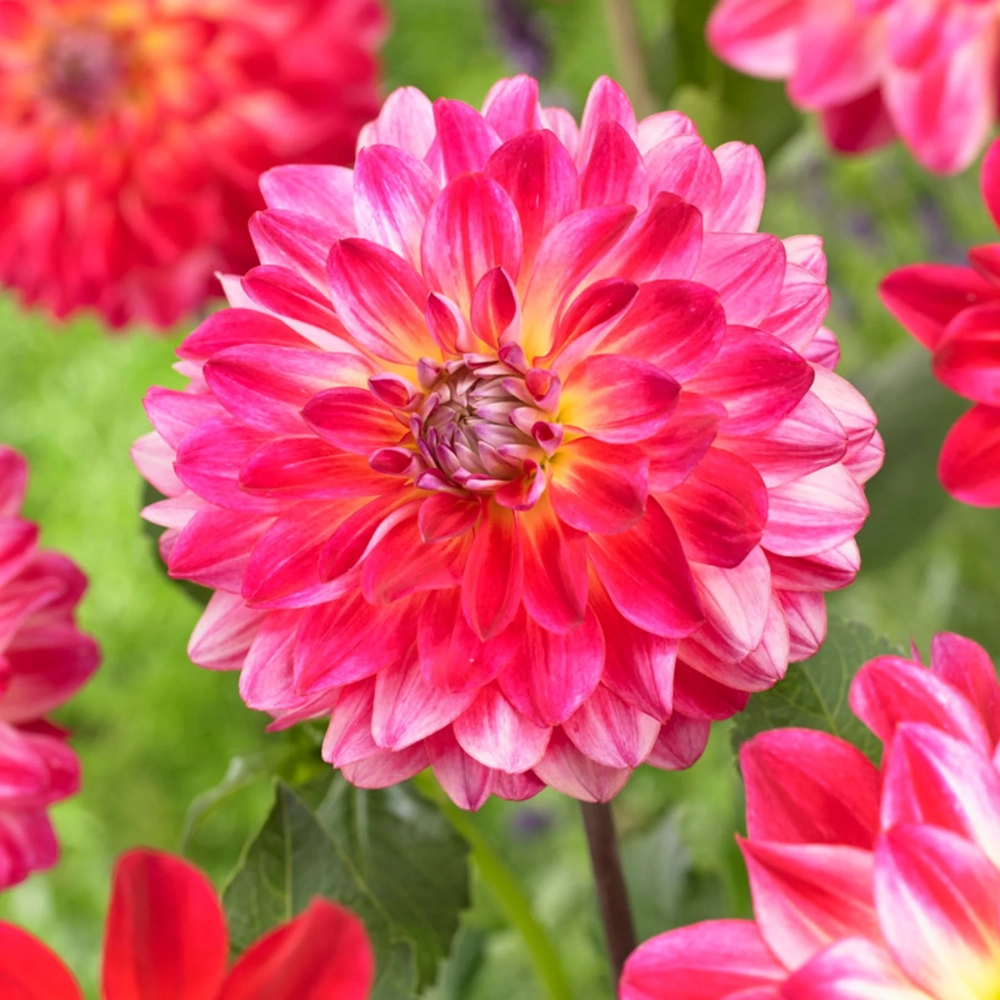 Hình nền hoa thược dược tạo cảm giác ấm áp