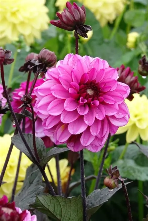 Kỹ thuật trồng hoa thược dược giúp hoa nở đều