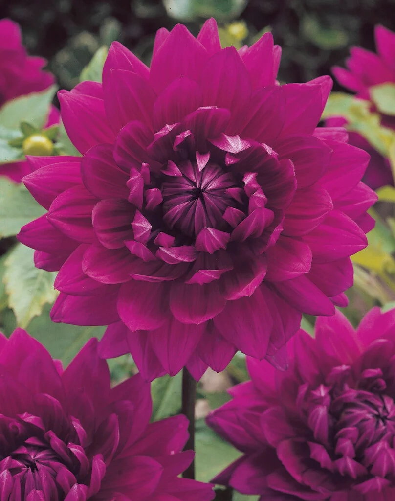 Ảnh đẹp hoa thược dược tôn vinh sắc hoa