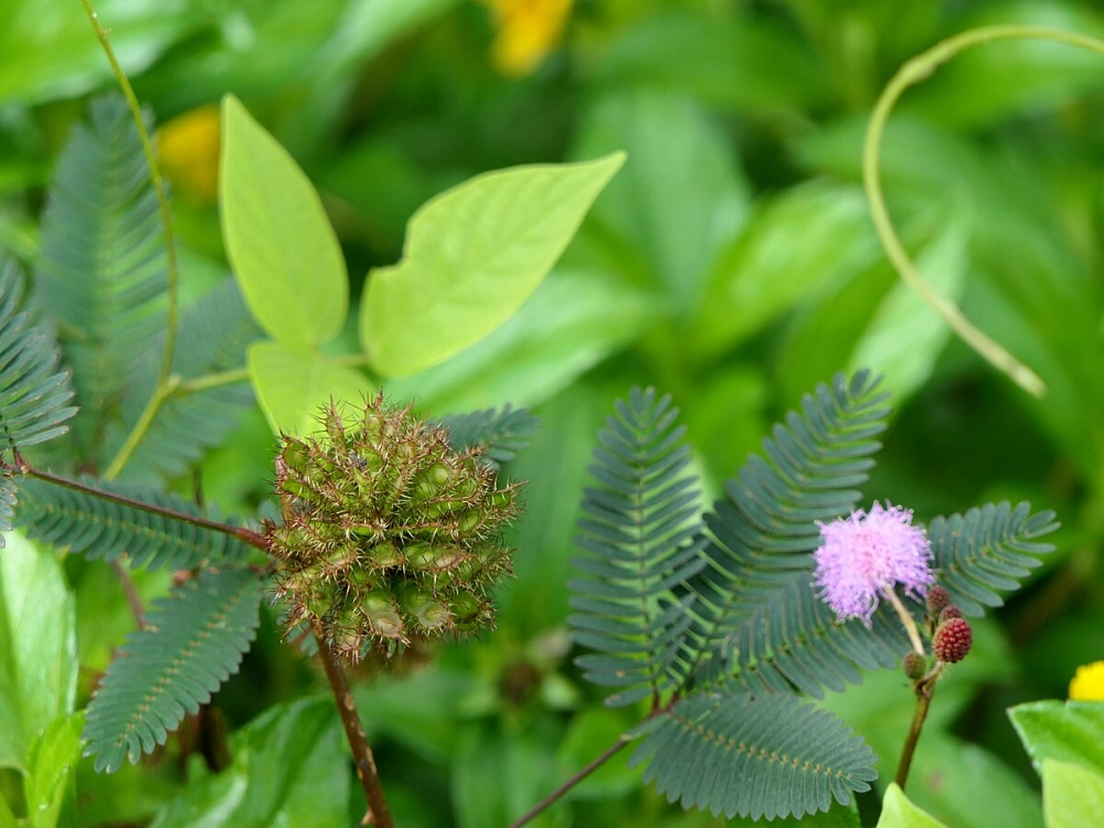 Hoa mắc cỡ nhỏ xinh mang nét duyên kín đáo