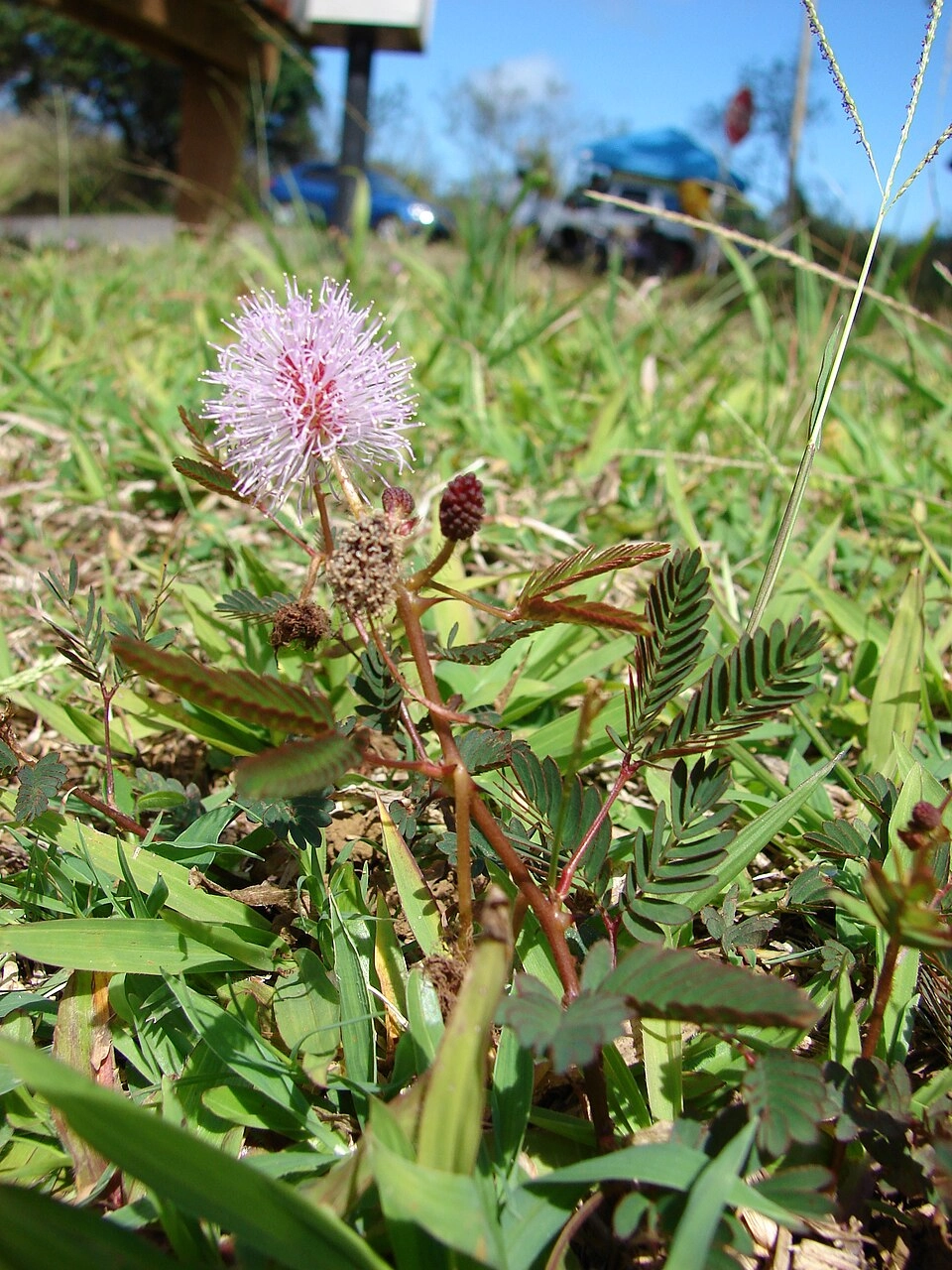 Cây mắc cỡ mộc mạc mà đầy cuốn hút