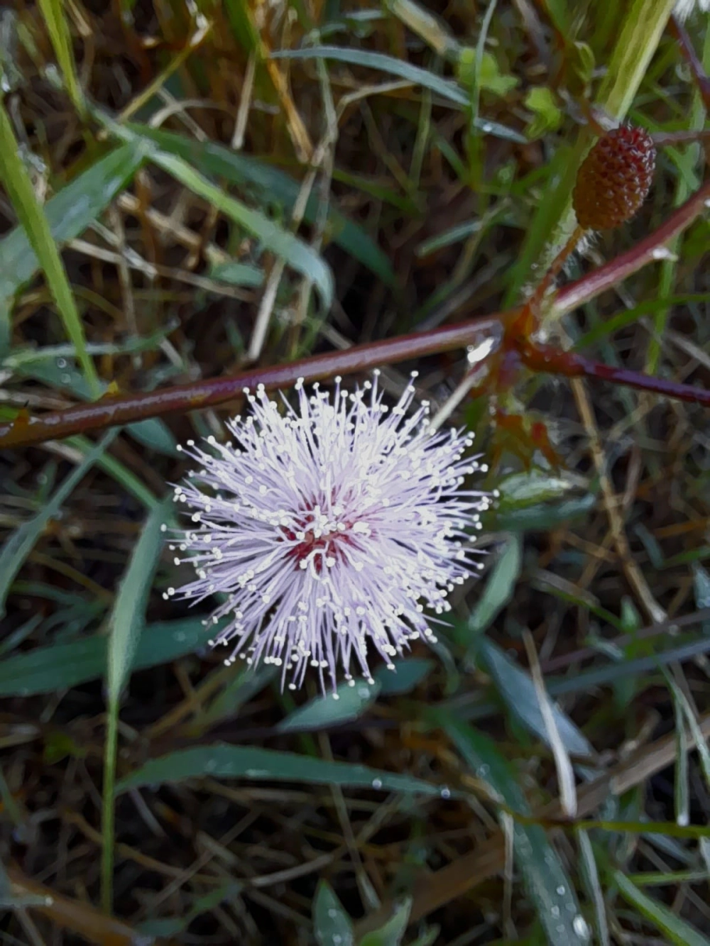 Hình nền hoa trinh nữ nhẹ nhàng cho tâm hồn