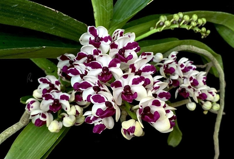 Lan nghinh xuân mang không khí xuân rộn ràng